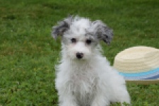 Maltipoo (teef) 64769