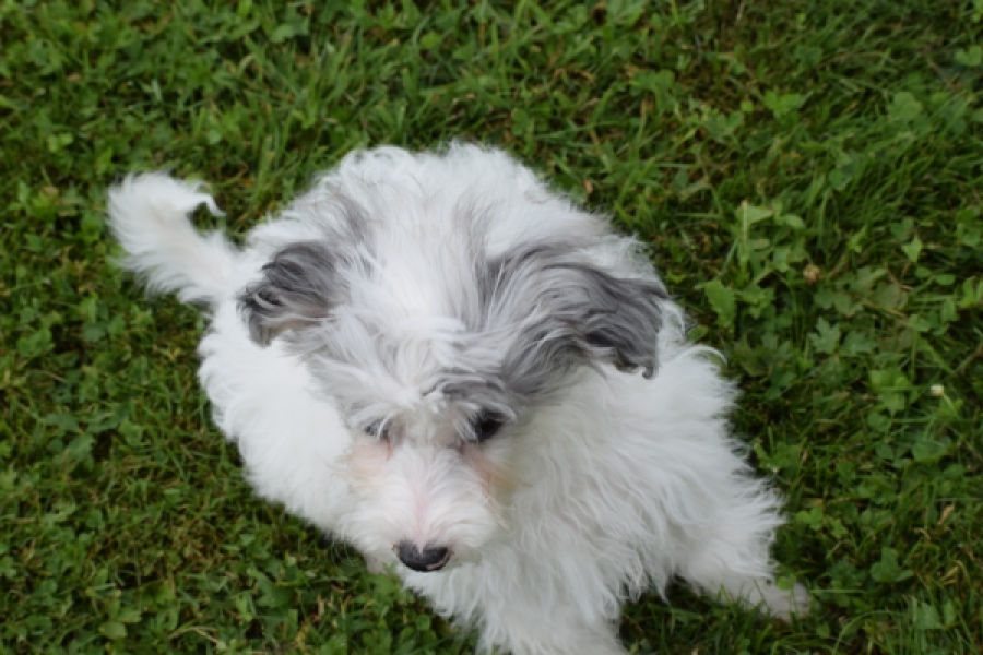 Maltipoo (teef) 64769