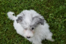 Maltipoo (teef) 64769