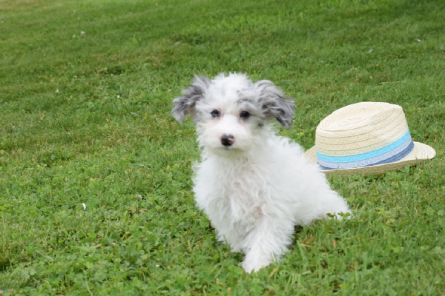 Maltipoo (teef) 64769