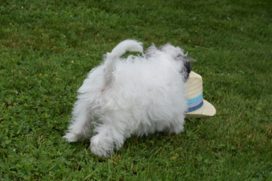 Maltipoo (teef) 64769