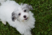 Maltipoo (teef) 64769