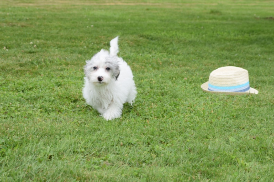 Maltipoo (teef) 64769