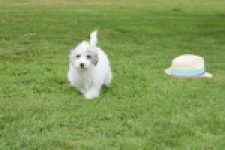 Maltipoo (teef) 64769