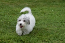 Maltipoo (teef) 64769