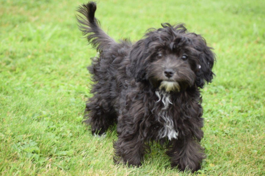 Maltipoo (teef) 64720
