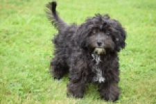 Maltipoo (teef) 64720
