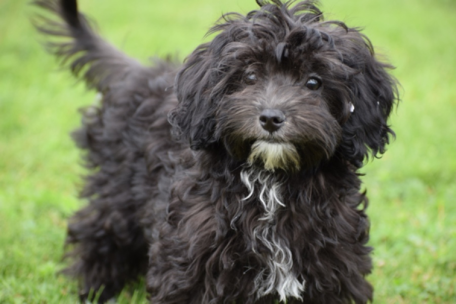 Maltipoo (teef) 64720