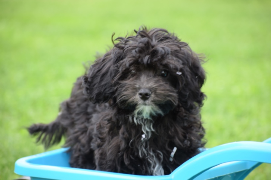 Maltipoo (teef) 64720