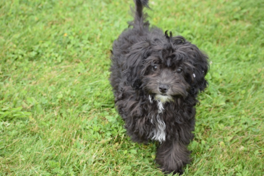 Maltipoo (teef) 64720