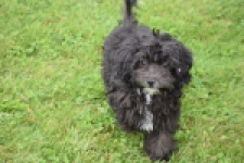 Maltipoo (teef) 64720