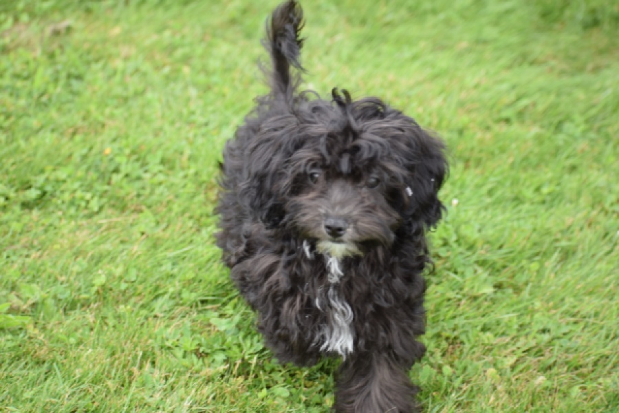 Maltipoo (teef) 64720