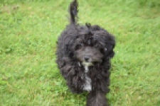 Maltipoo (teef) 64720