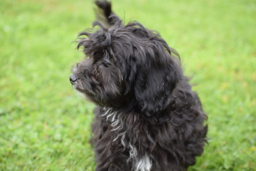 Maltipoo (teef) 64720