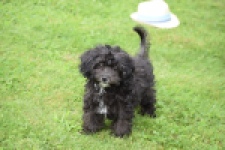 Maltipoo (teef) 64720