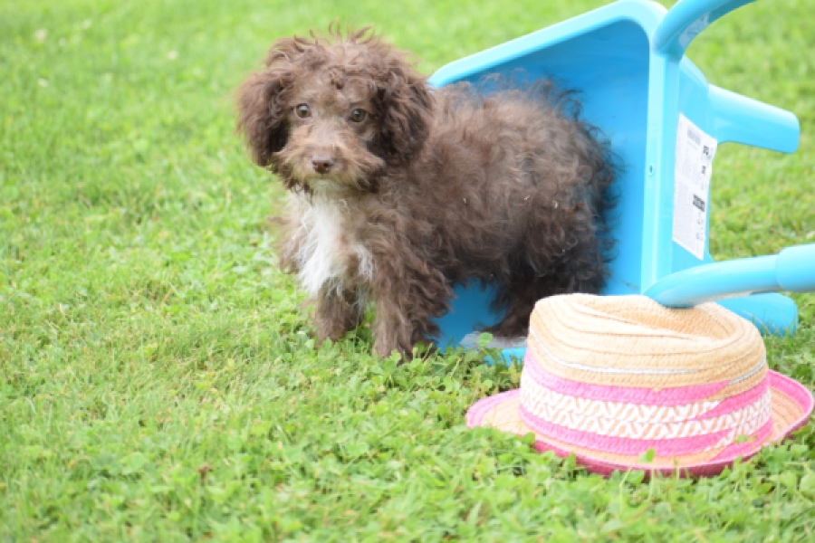 Maltipoo (teef) 64987