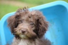 Maltipoo (teef) 64987