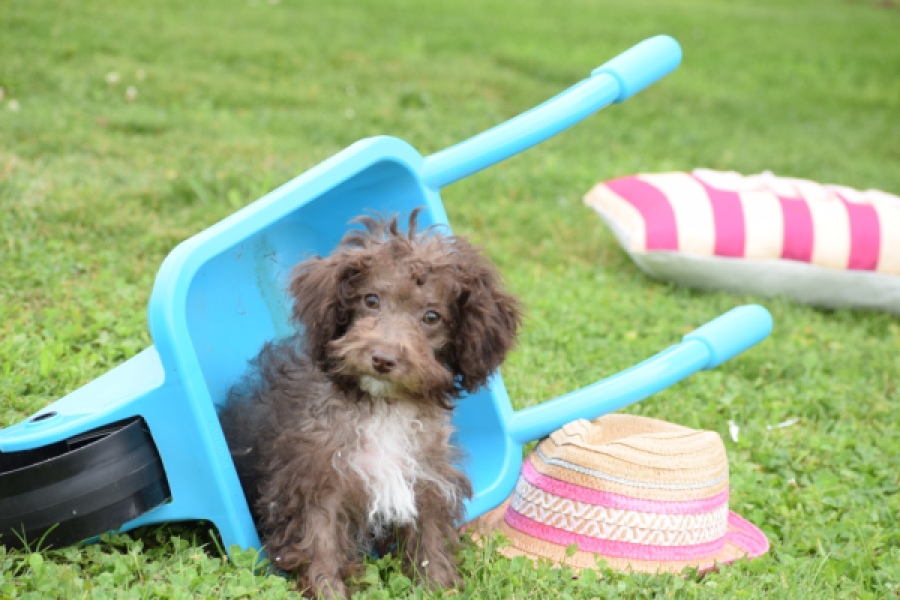 Maltipoo (teef) 64987