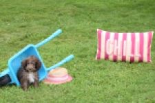 Maltipoo (teef) 64987