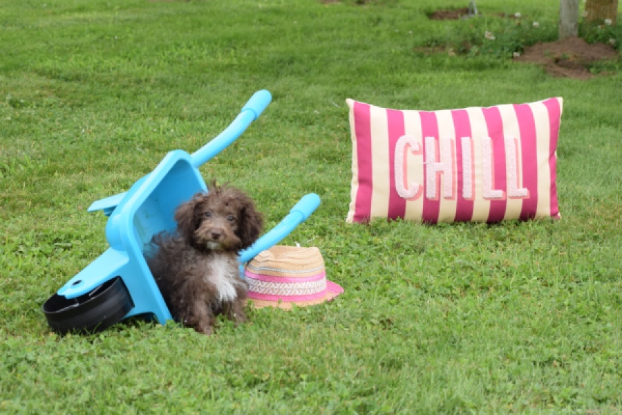 Maltipoo (teef) 64987