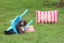 Maltipoo (teef) 64987