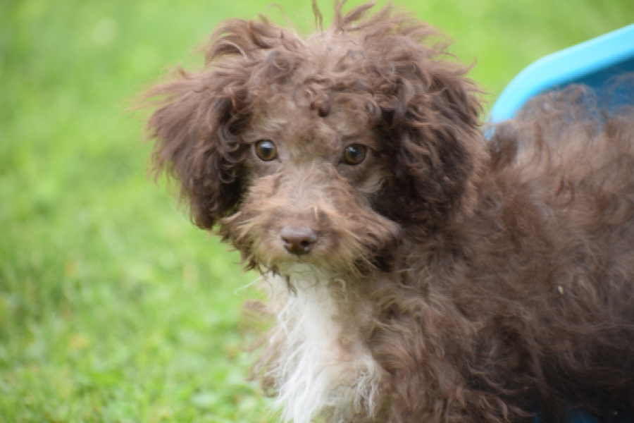 Maltipoo (teef) 64987