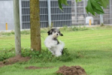 Maltipoo (teef) 64763