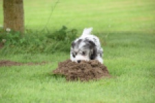 Maltipoo (teef) 64763