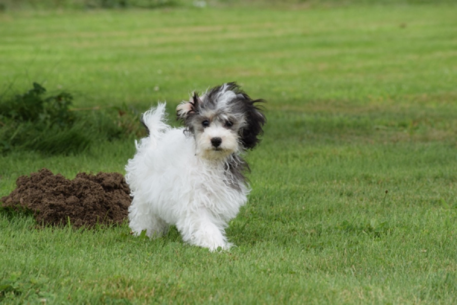 Maltipoo (teef) 64763
