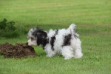 Maltipoo (teef) 64763