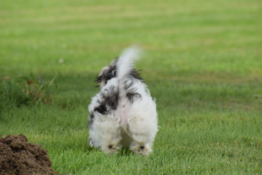 Maltipoo (teef) 64763