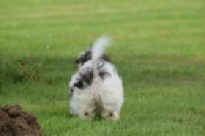 Maltipoo (teef) 64763