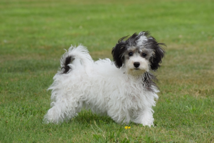 Maltipoo (teef) 64763