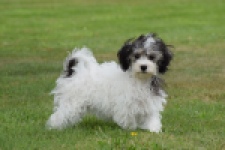 Maltipoo (teef) 64763
