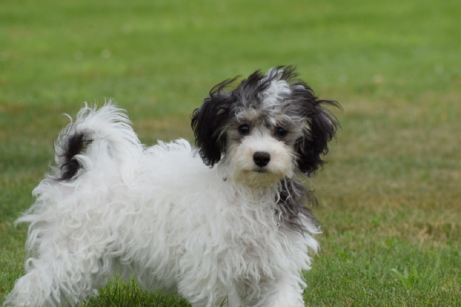 Maltipoo (teef) 64763