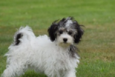 Maltipoo (teef) 64763