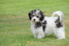 Maltipoo (teef) 64763