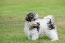Maltipoo (teef) 64763