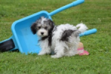 Maltipoo (teef) 64763