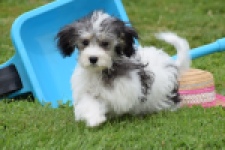 Maltipoo (teef) 64763