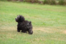 Maltipoo (reu) 64287