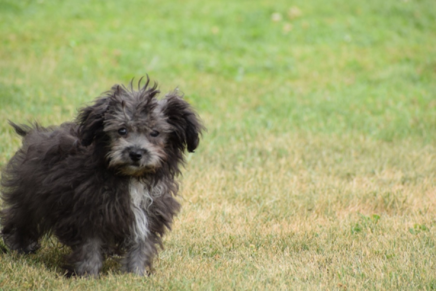 Maltipoo (reu) 64287