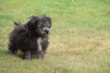 Maltipoo (reu) 64287