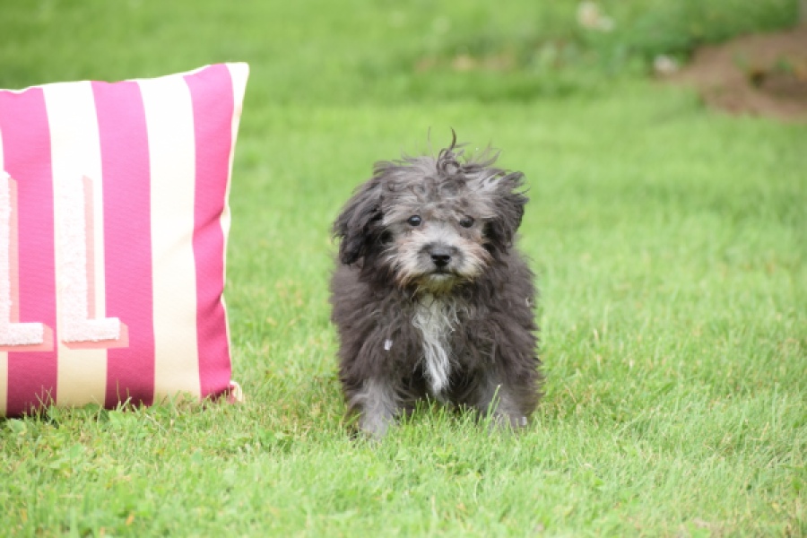Maltipoo (reu) 64287