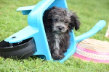 Maltipoo (reu) 64287