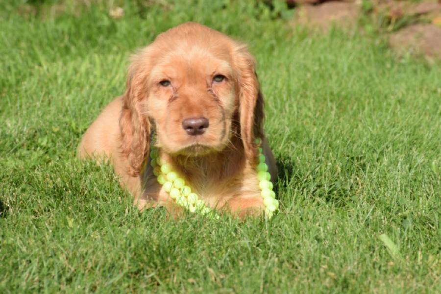 Epagneul Cocker Anglais (teef) 47088