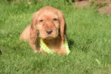 Epagneul Cocker Anglais (teef) 47088