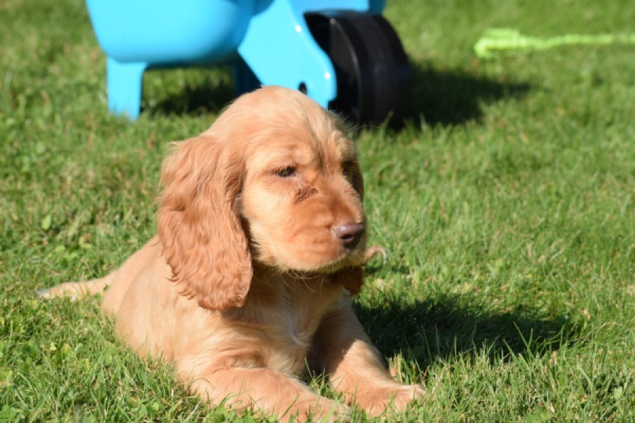 Epagneul Cocker Anglais (teef) 47088