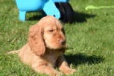 Epagneul Cocker Anglais (teef) 47088