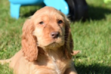 Epagneul Cocker Anglais (teef) 47088